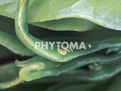 Diaphorina citri ( HLB ) 